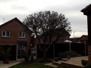 Tree Services Felling Lopping Removal Southend Essex
